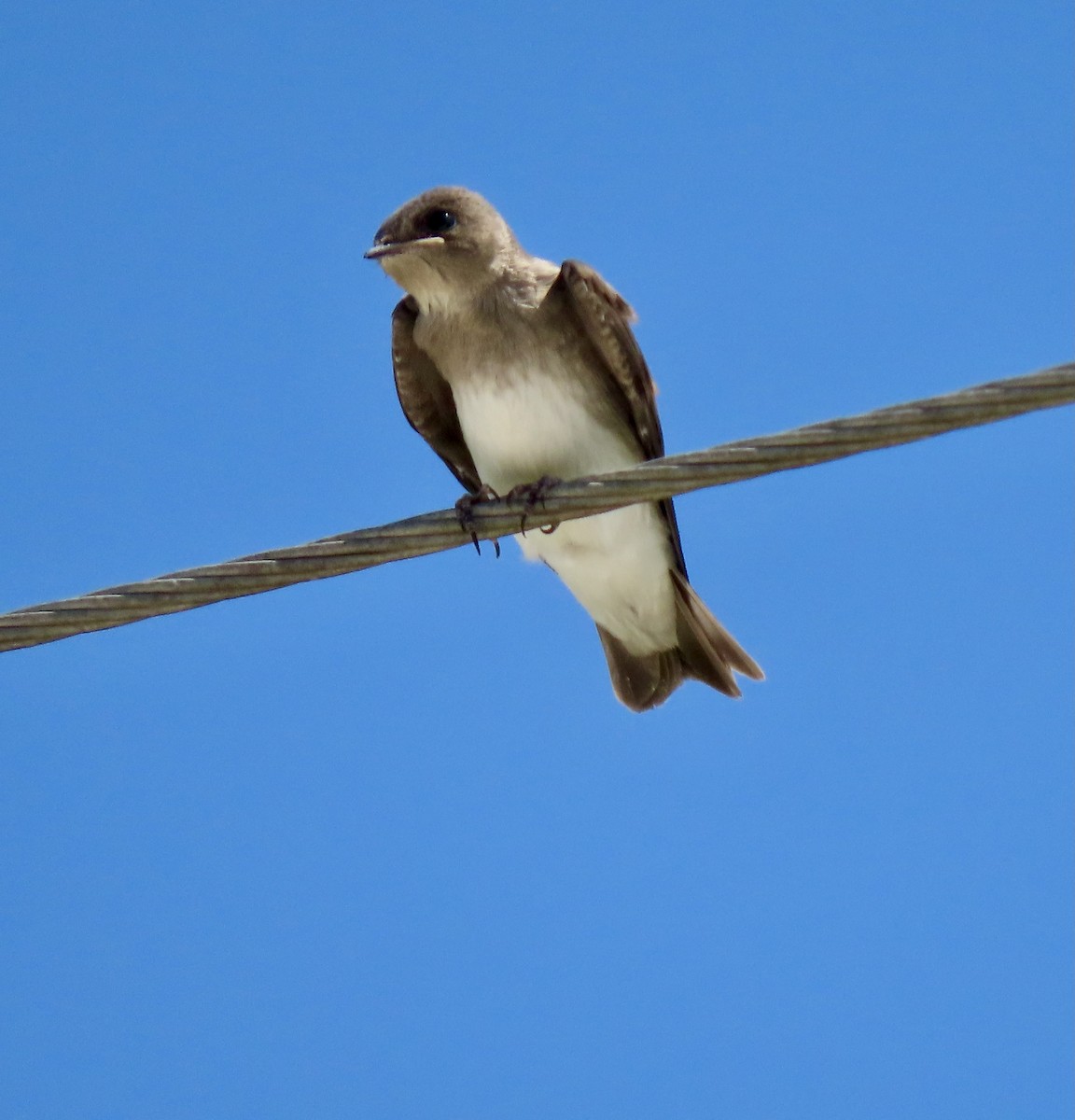Northern Rough-winged Swallow - ML619694030