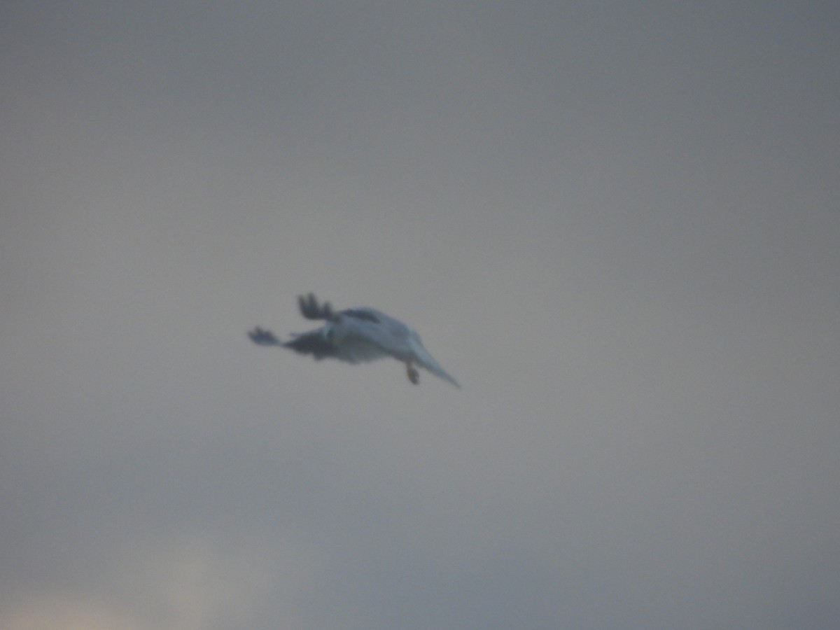 White-tailed Kite - ML619694203