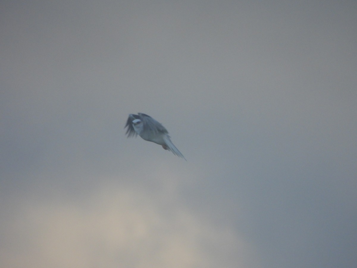 White-tailed Kite - ML619694205