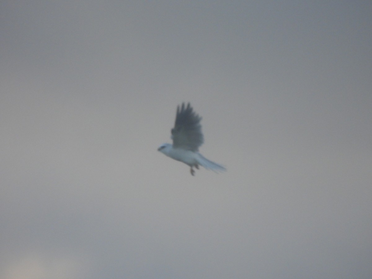 White-tailed Kite - ML619694206