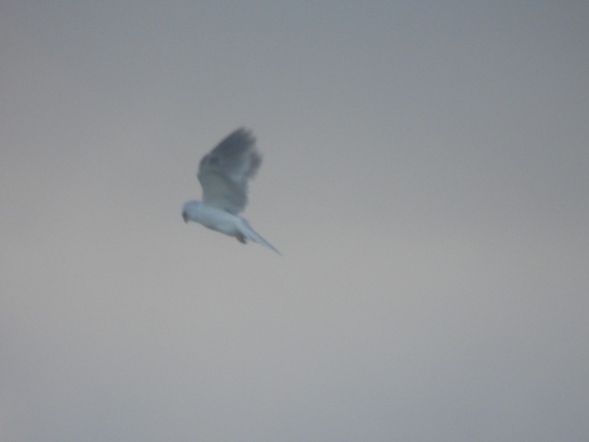 White-tailed Kite - ML619694208