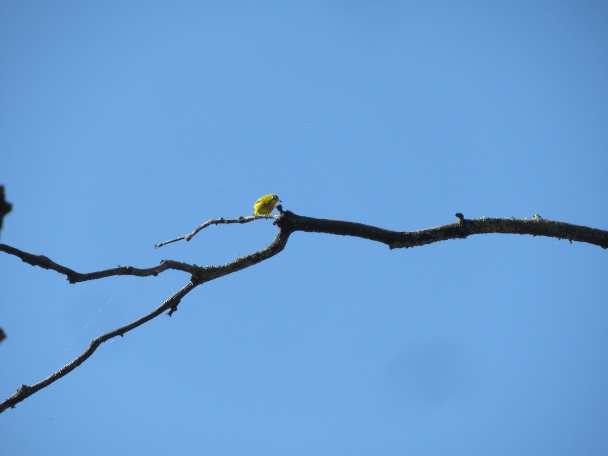 Yellow Warbler - ML619694304