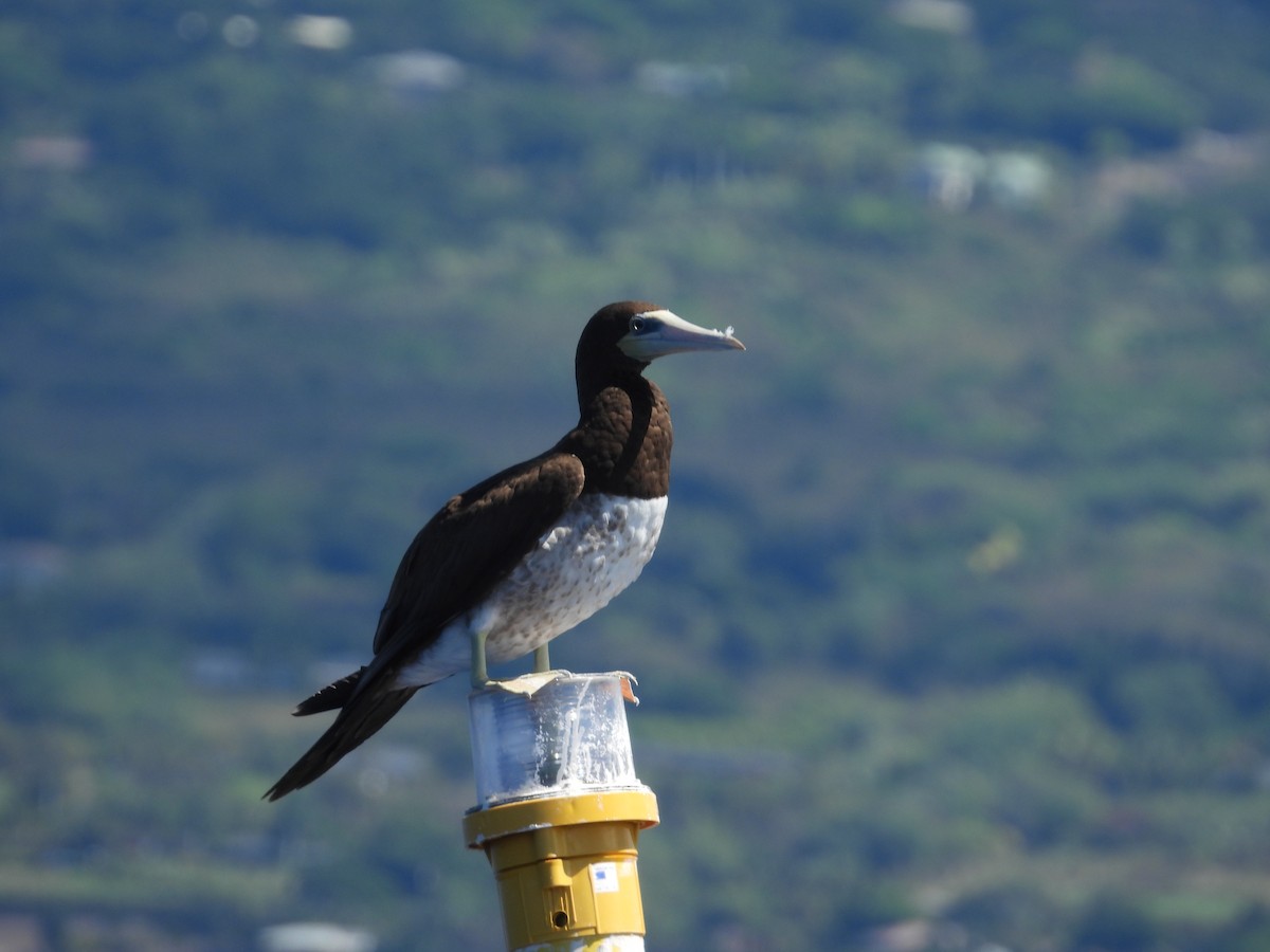 Brown Booby - ML619694326