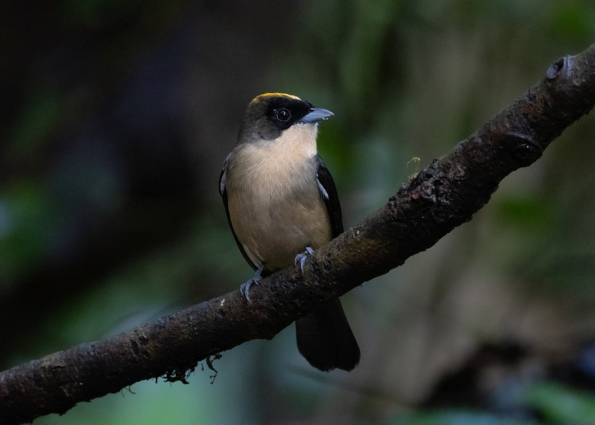 Black-goggled Tanager - ML619694327