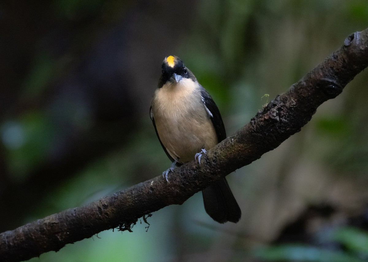 Black-goggled Tanager - ML619694328