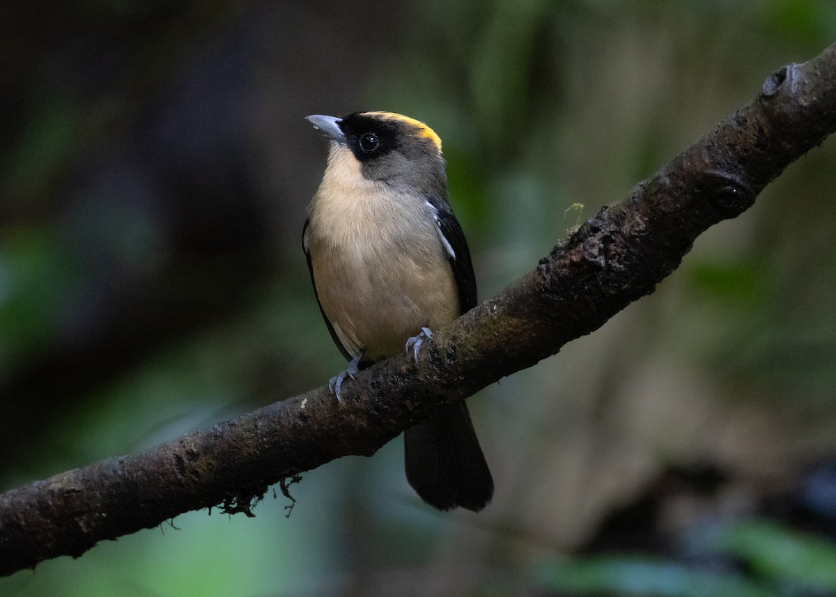 Black-goggled Tanager - ML619694329