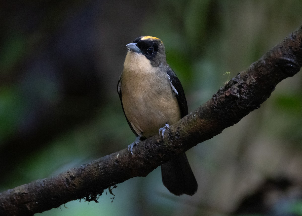 Black-goggled Tanager - ML619694332
