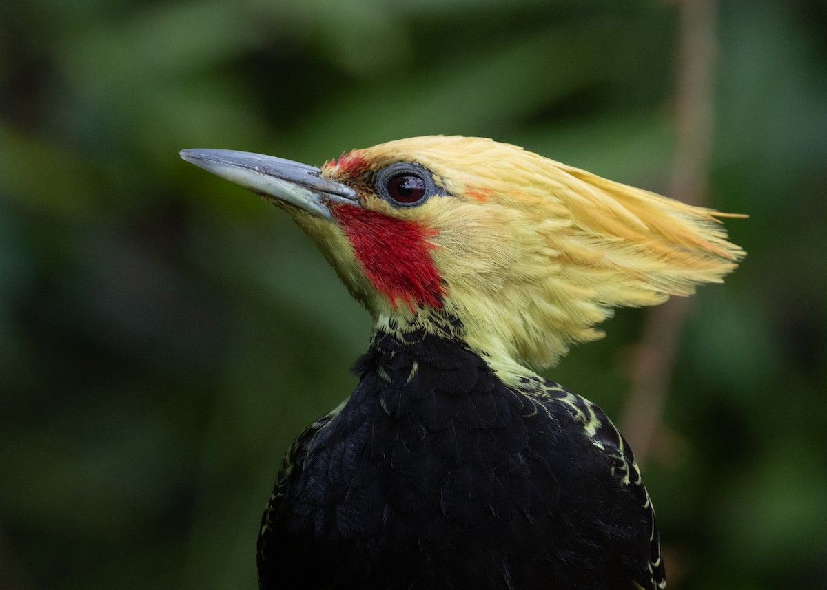 Blond-crested Woodpecker - ML619694427