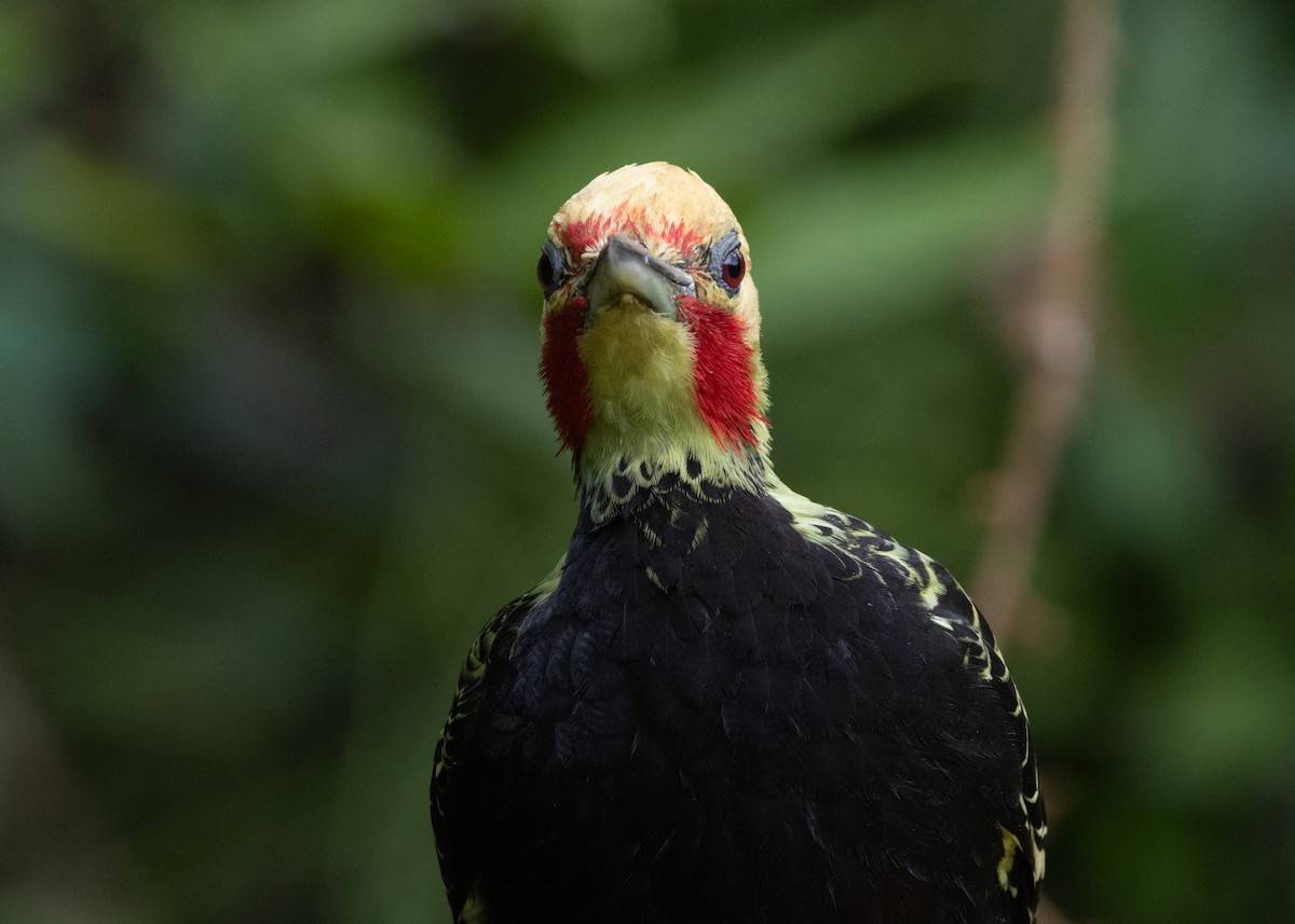 Blond-crested Woodpecker - ML619694430