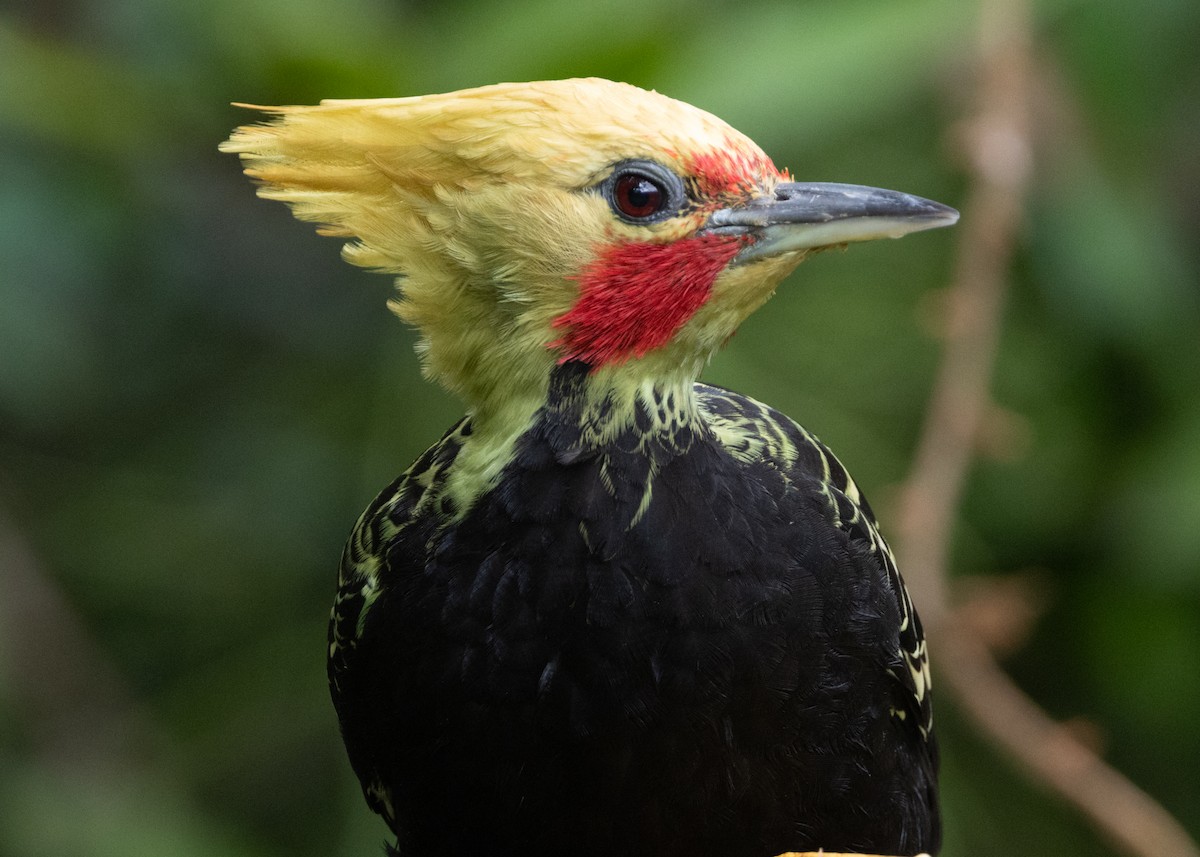 Blond-crested Woodpecker - ML619694431