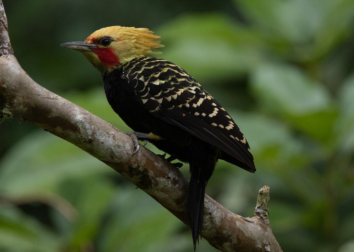 Blond-crested Woodpecker - ML619694432