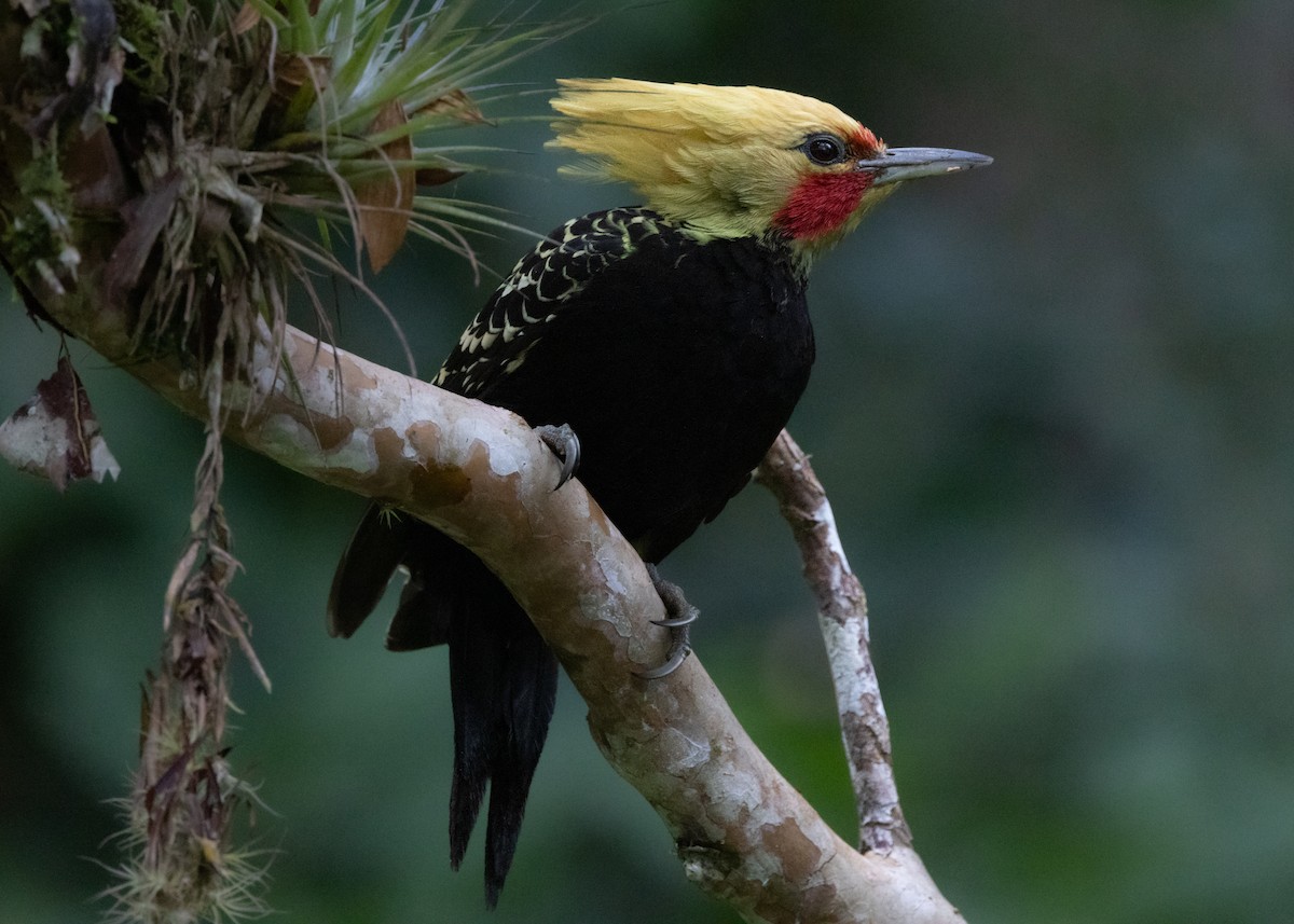 Blond-crested Woodpecker - ML619694433