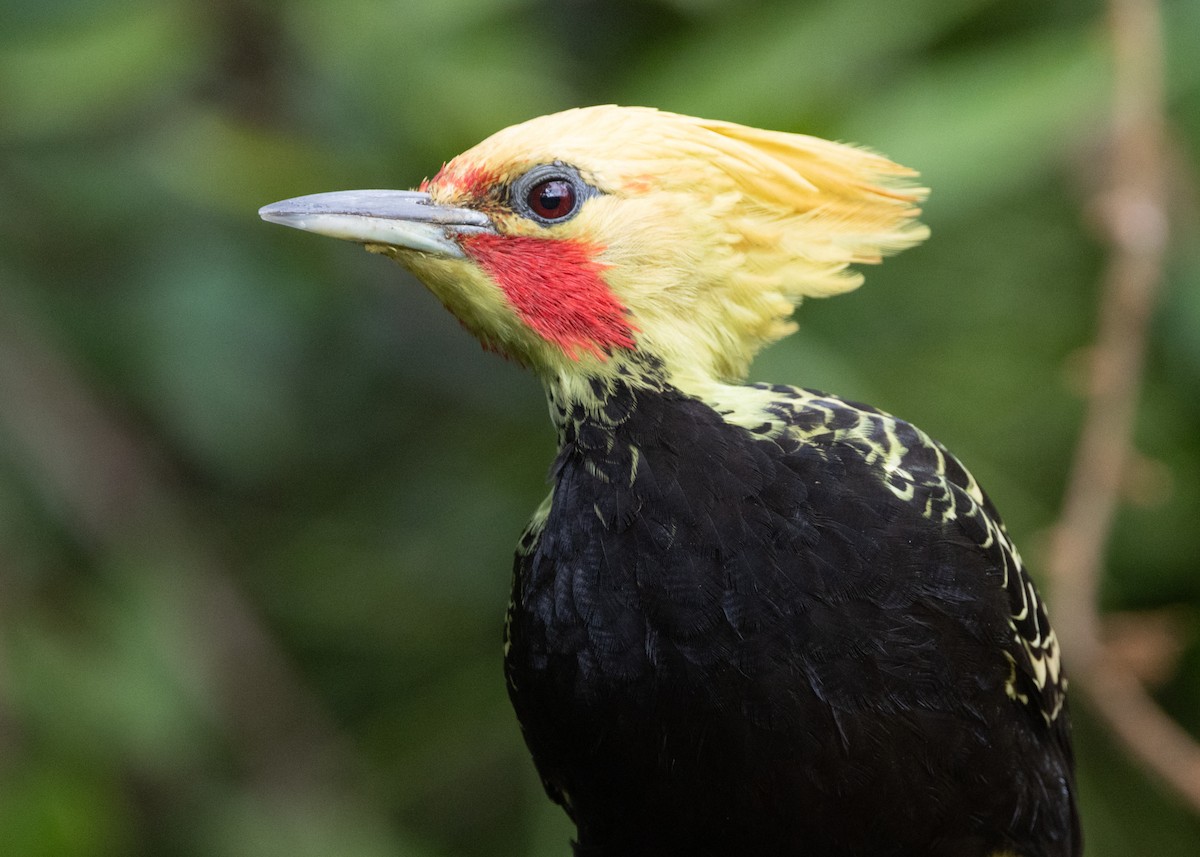 Blond-crested Woodpecker - ML619694434