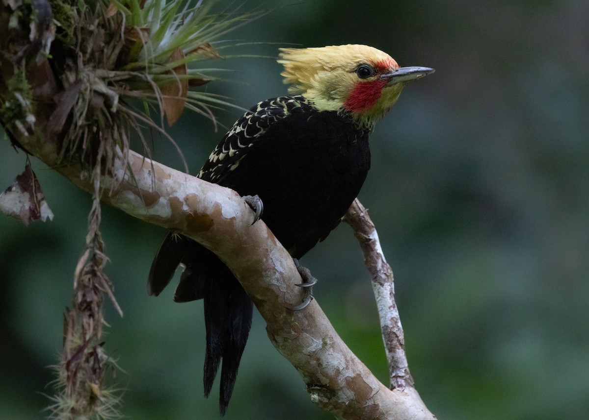 Blond-crested Woodpecker - ML619694435
