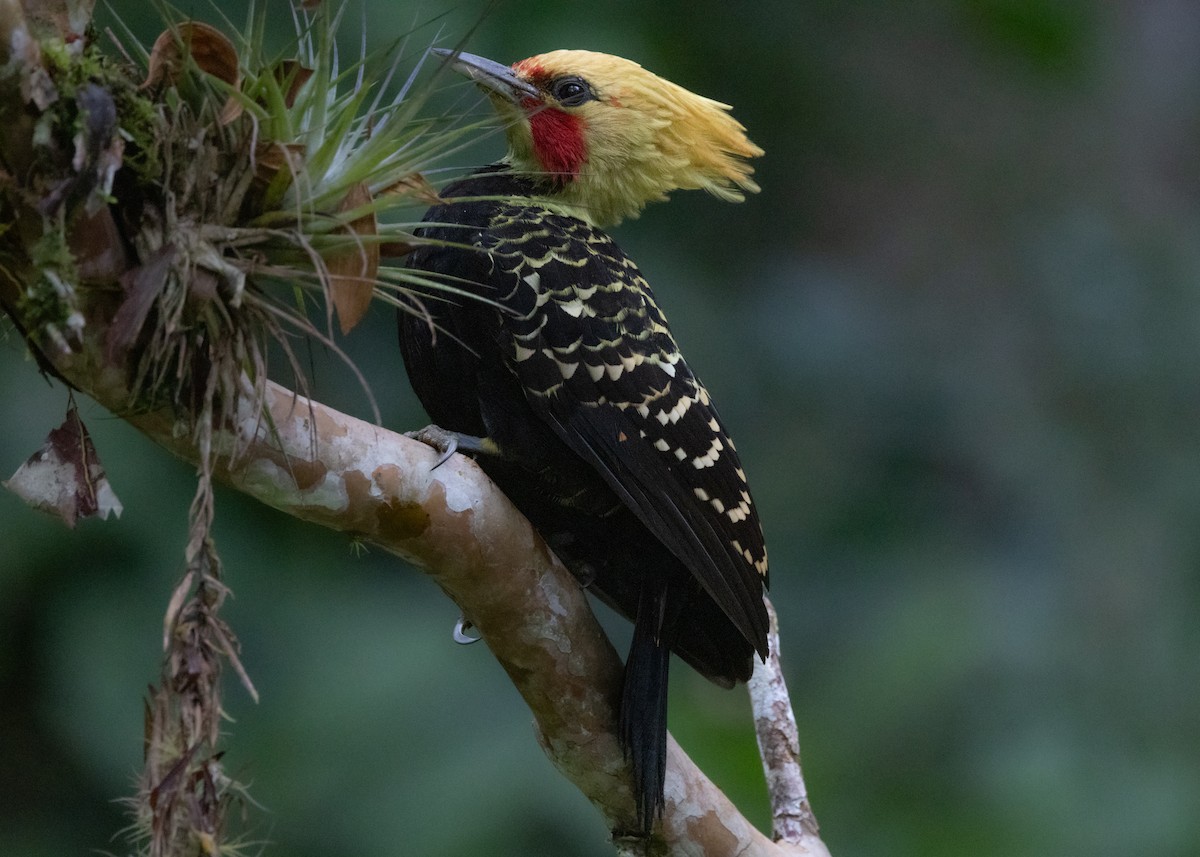 Blond-crested Woodpecker - ML619694436