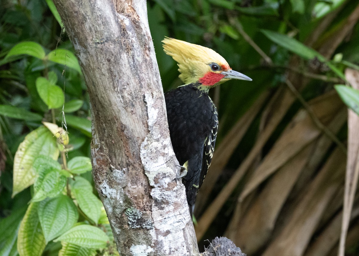 Blond-crested Woodpecker - ML619694437