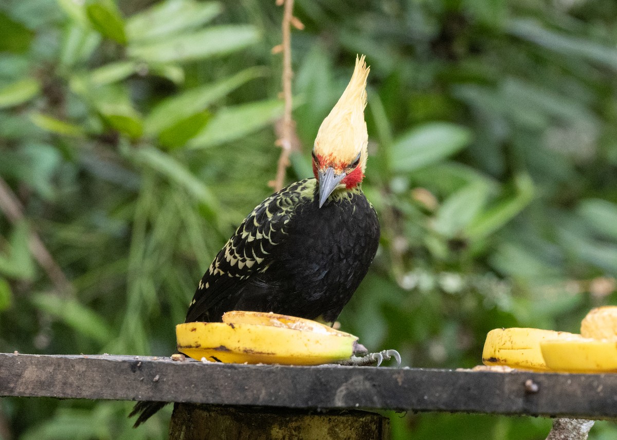 Blond-crested Woodpecker - ML619694439