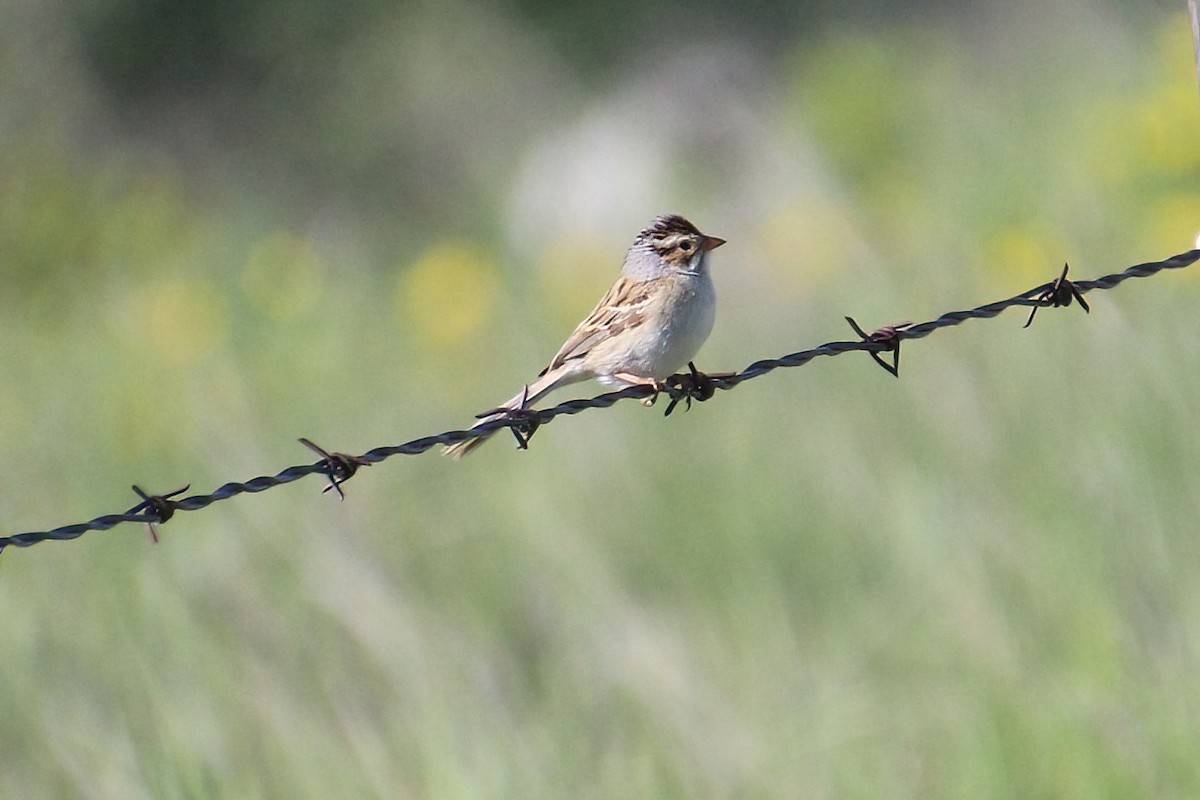 Clay-colored Sparrow - ML619694524
