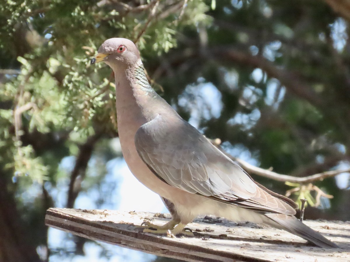 Band-tailed Pigeon - ML619694539