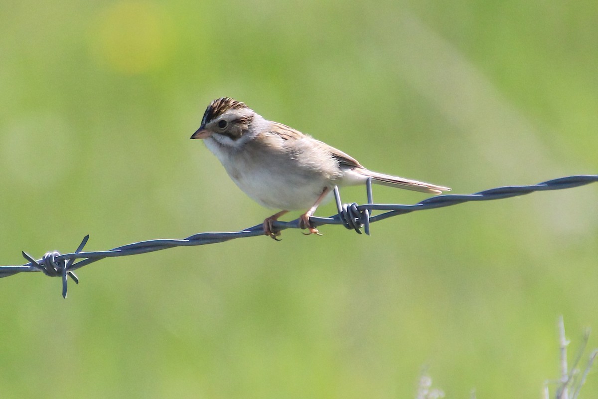 Clay-colored Sparrow - ML619694547