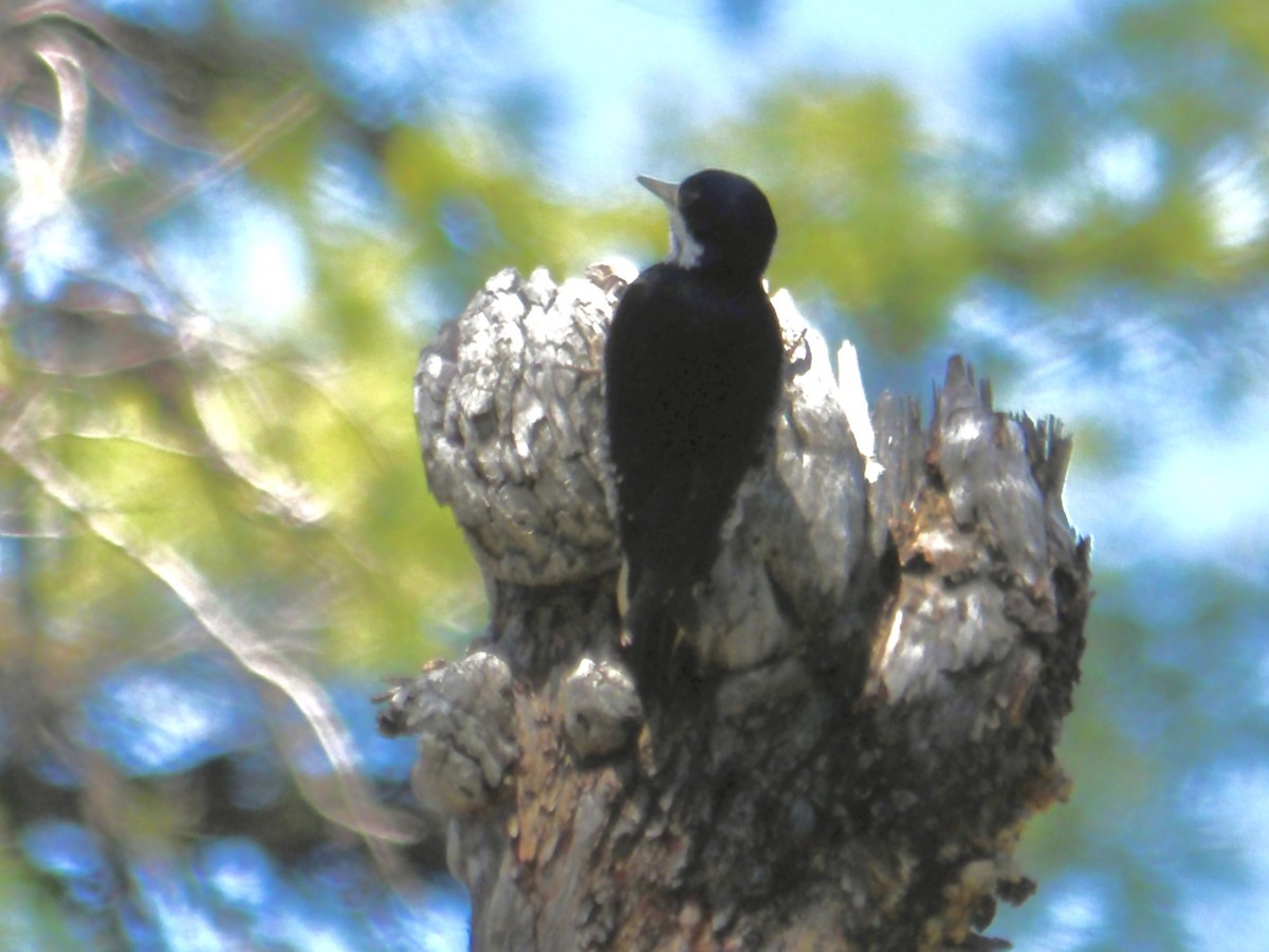 Black-backed Woodpecker - ML619694585
