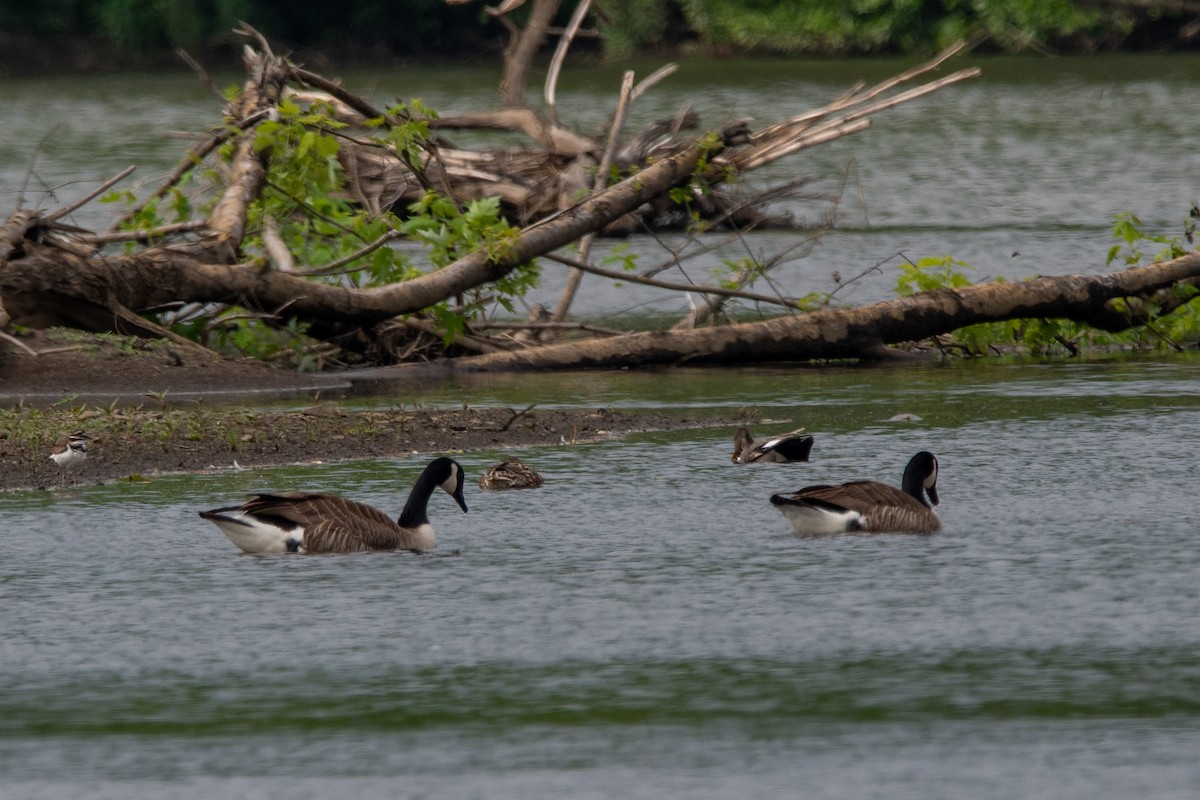 Pennsylvania Bird Atlas Checklist - 27 May 2024 - Auburn Desilting ...