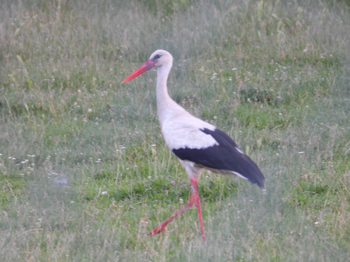 White Stork - ML619694628