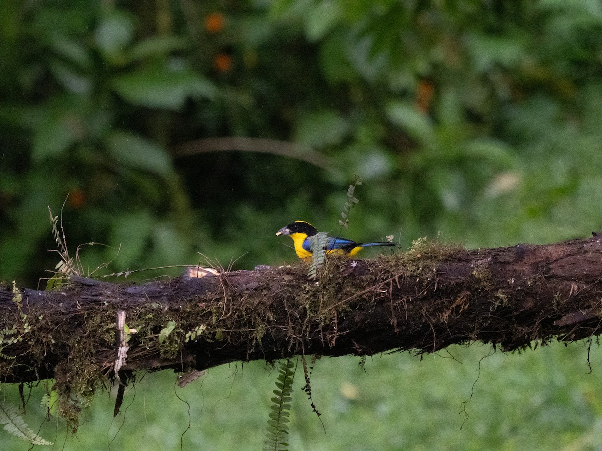 Blue-winged Mountain Tanager - ML619694635