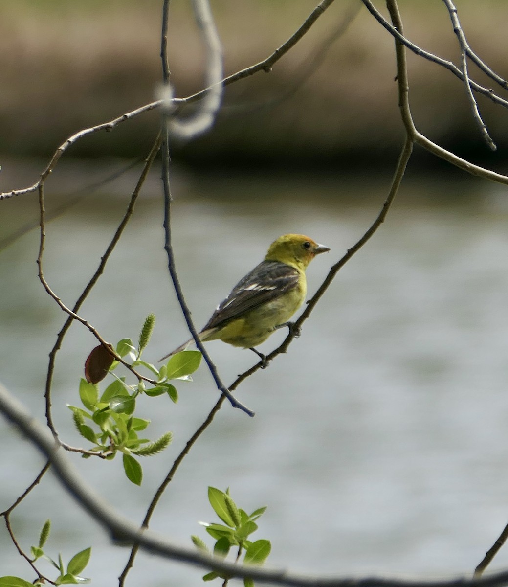 Western Tanager - ML619694750