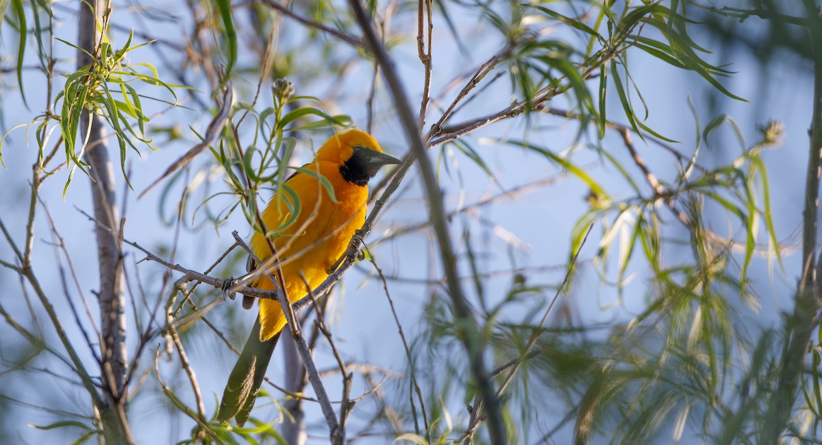 Hooded Oriole (nelsoni Group) - ML619694796