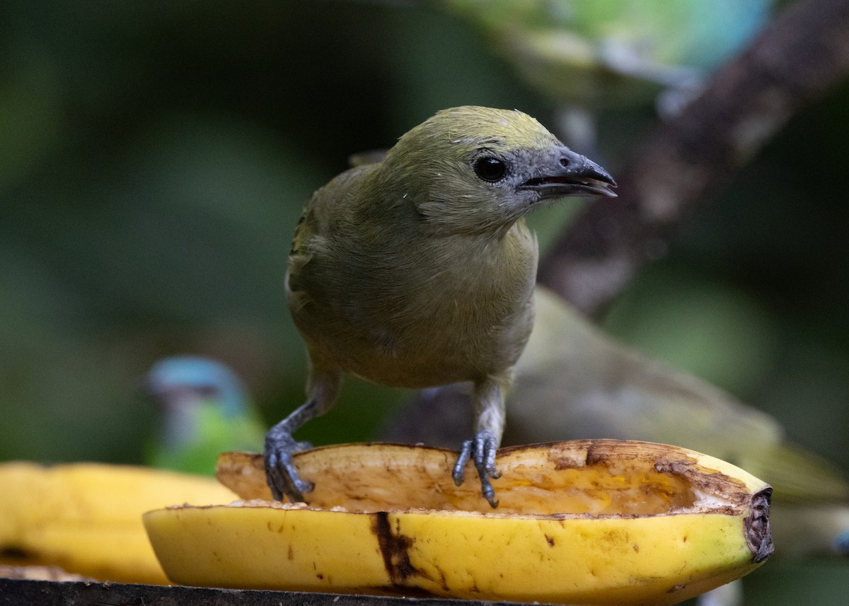 Palm Tanager - ML619694798
