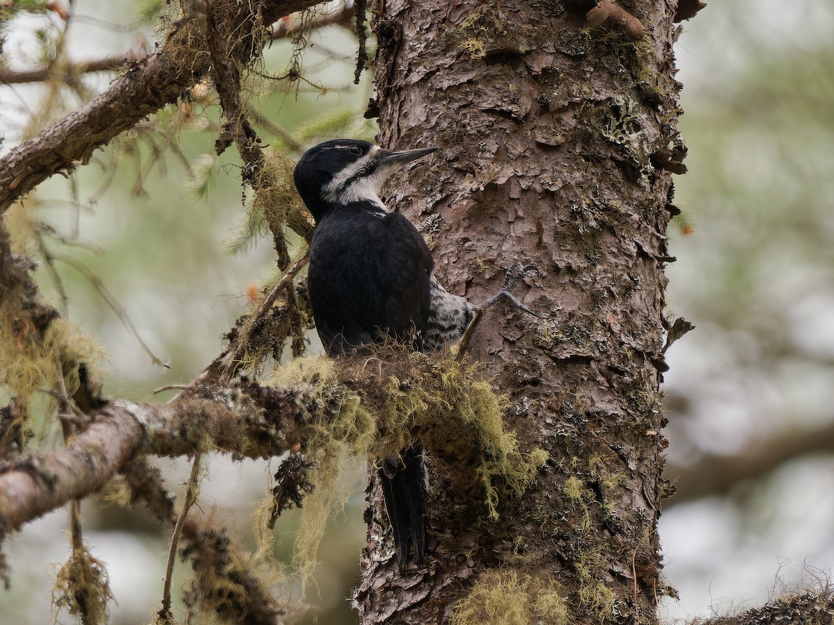 Black-backed Woodpecker - ML619694846