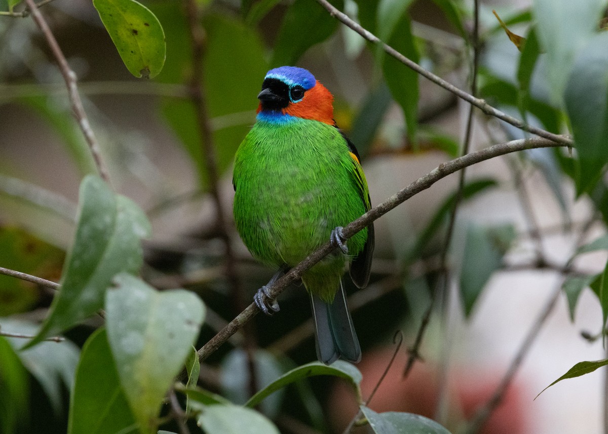 Red-necked Tanager - ML619694891