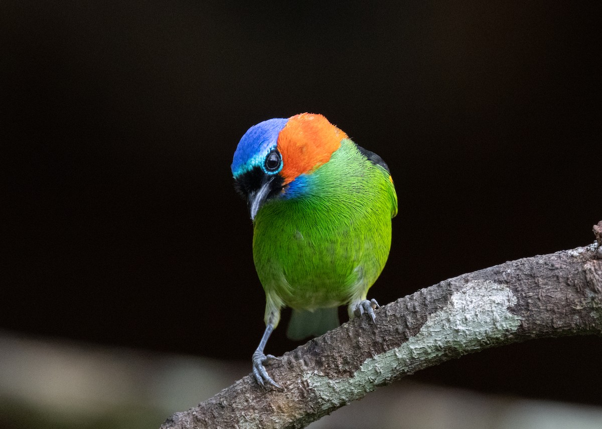 Red-necked Tanager - ML619694892