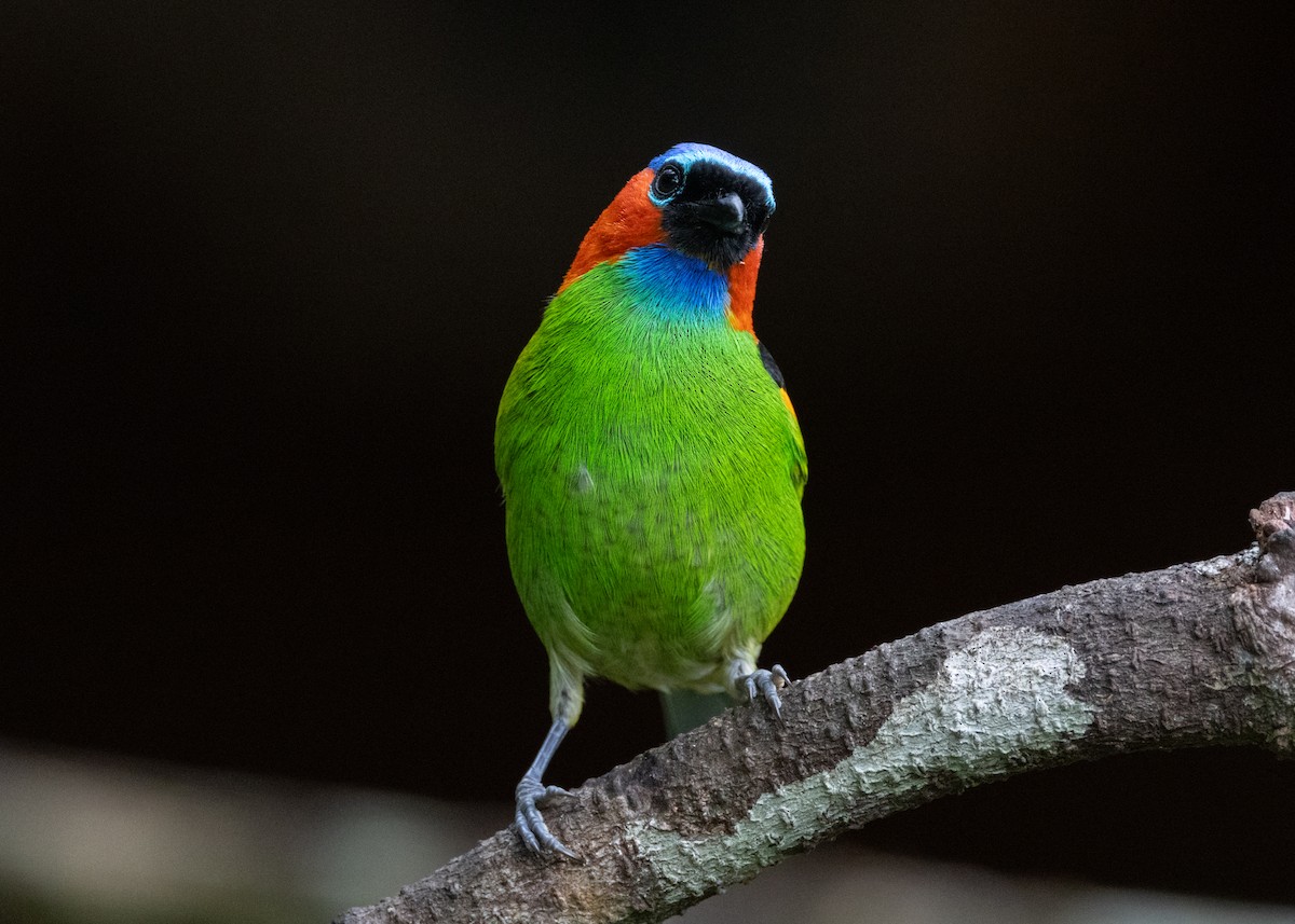 Red-necked Tanager - ML619694893