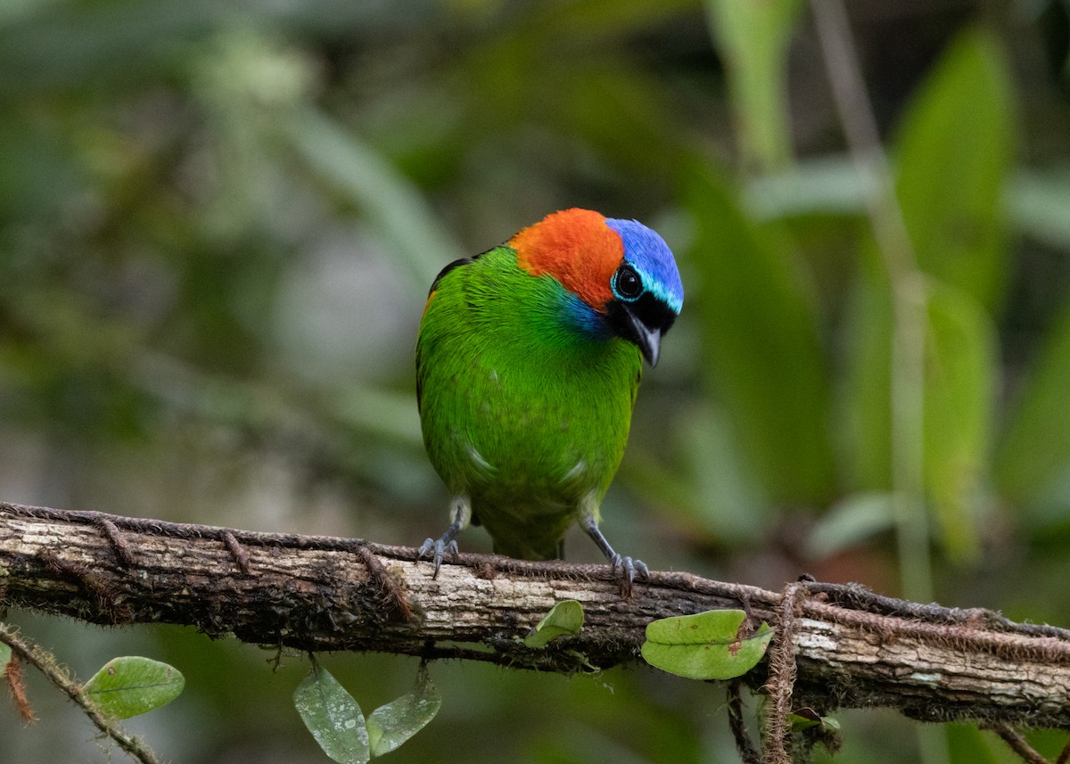 Red-necked Tanager - ML619694894