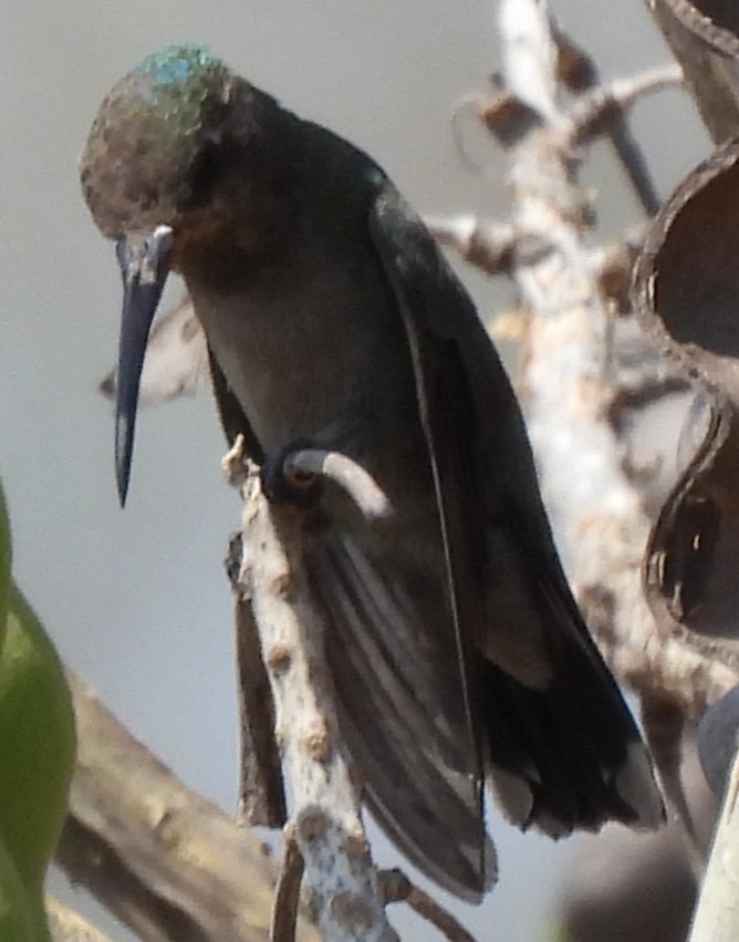 Broad-billed Hummingbird - ML619694895
