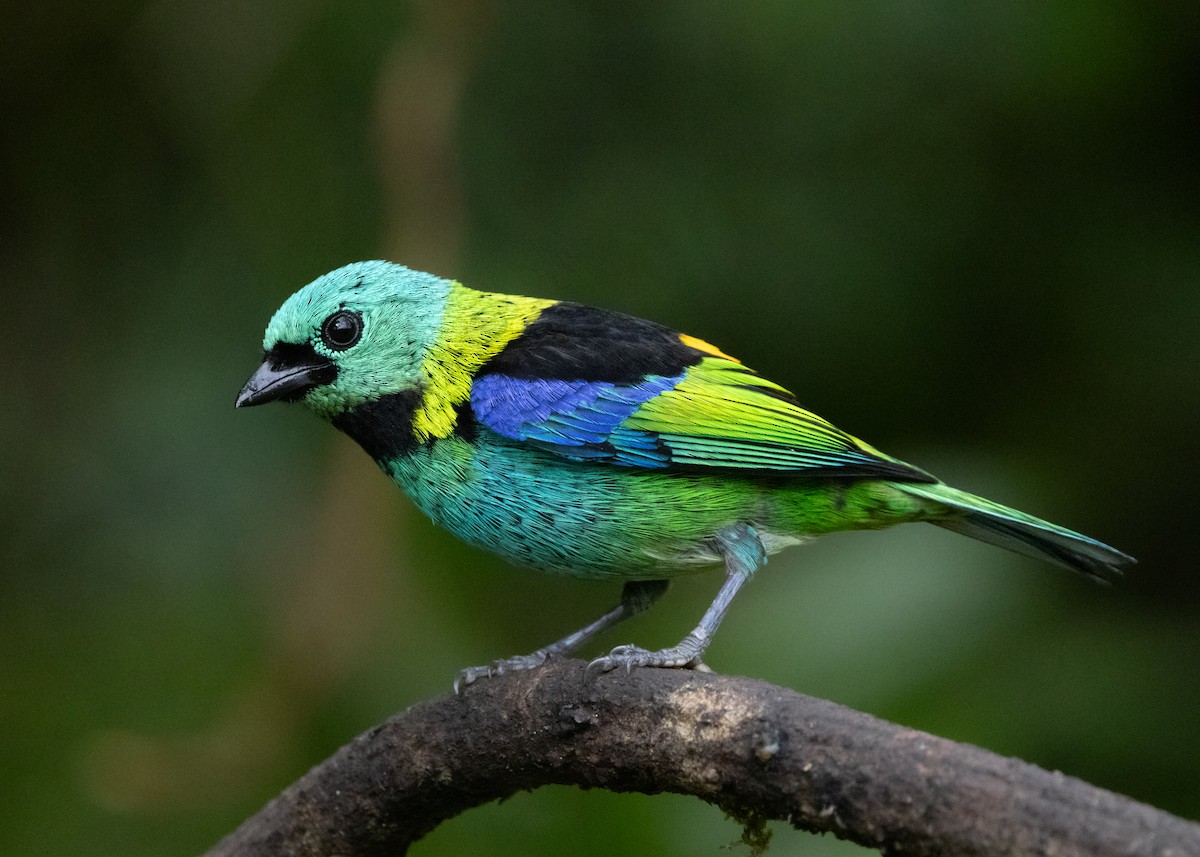 Green-headed Tanager - ML619694899
