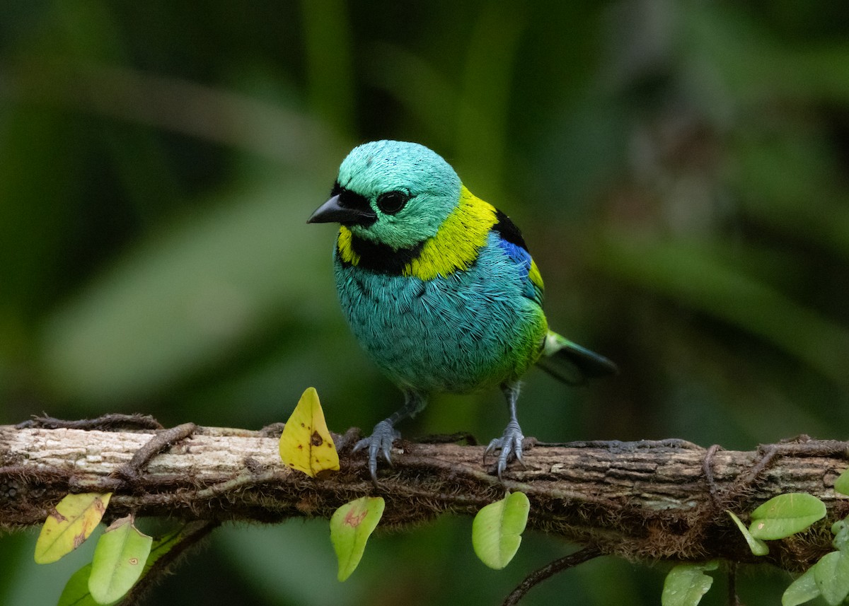 Green-headed Tanager - ML619694900