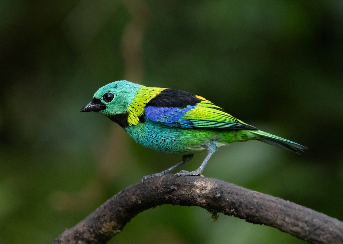 Green-headed Tanager - ML619694901