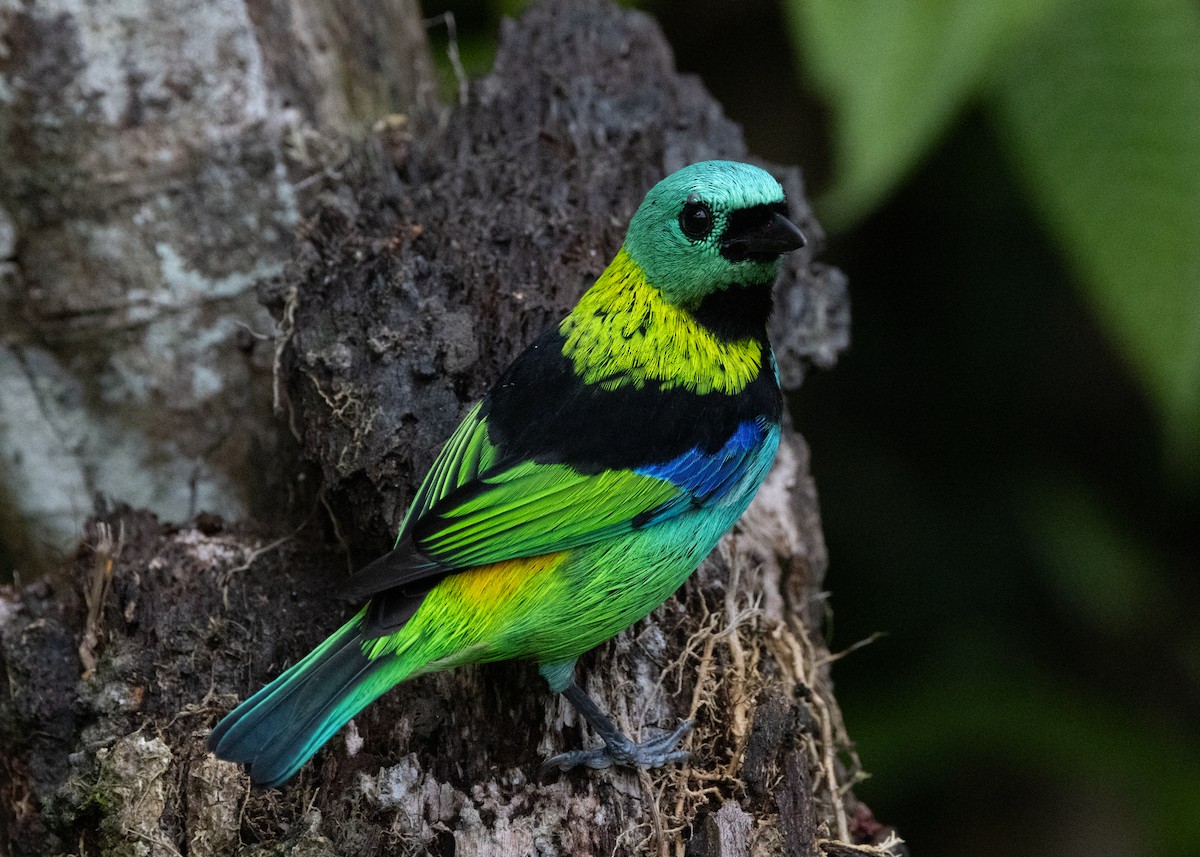 Green-headed Tanager - ML619694902