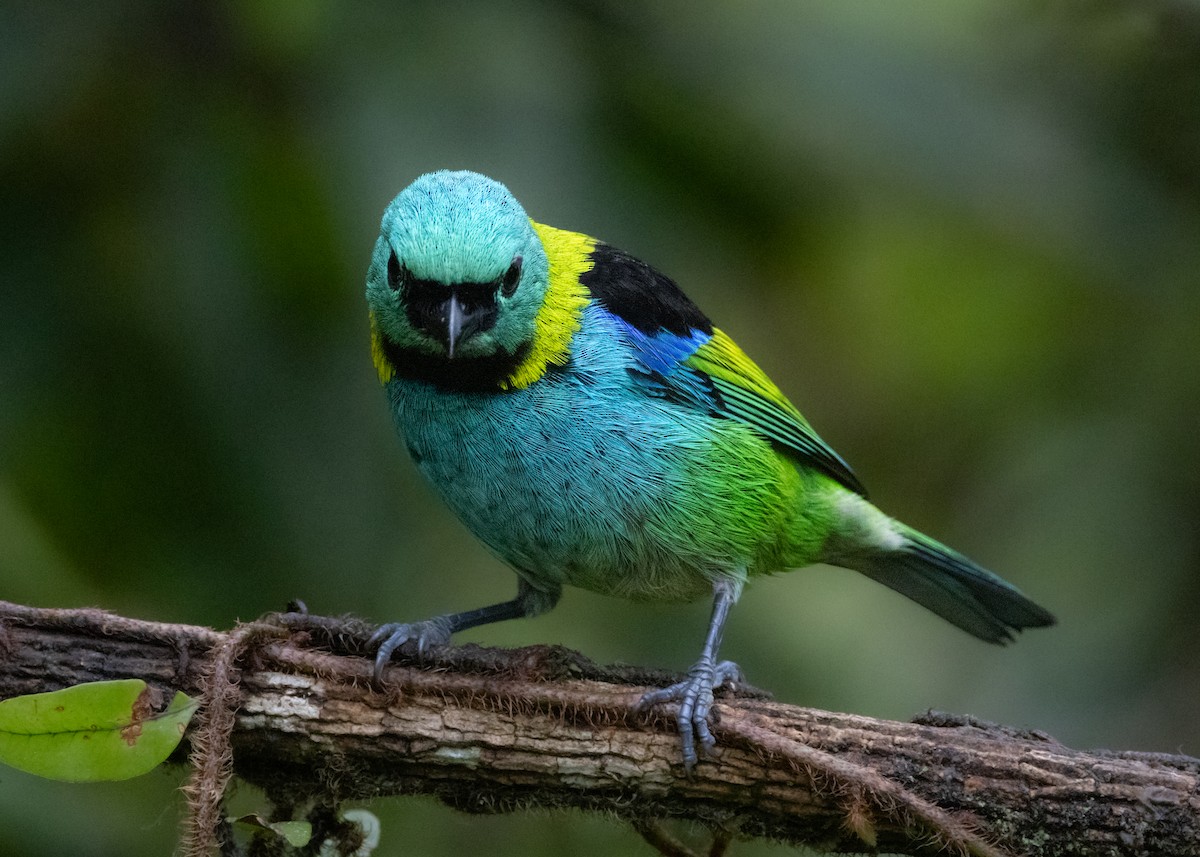 Green-headed Tanager - ML619694903