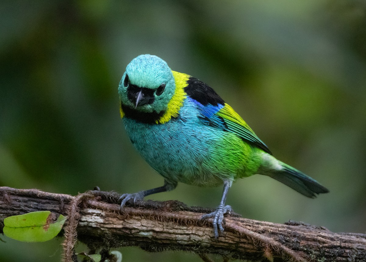 Green-headed Tanager - ML619694904