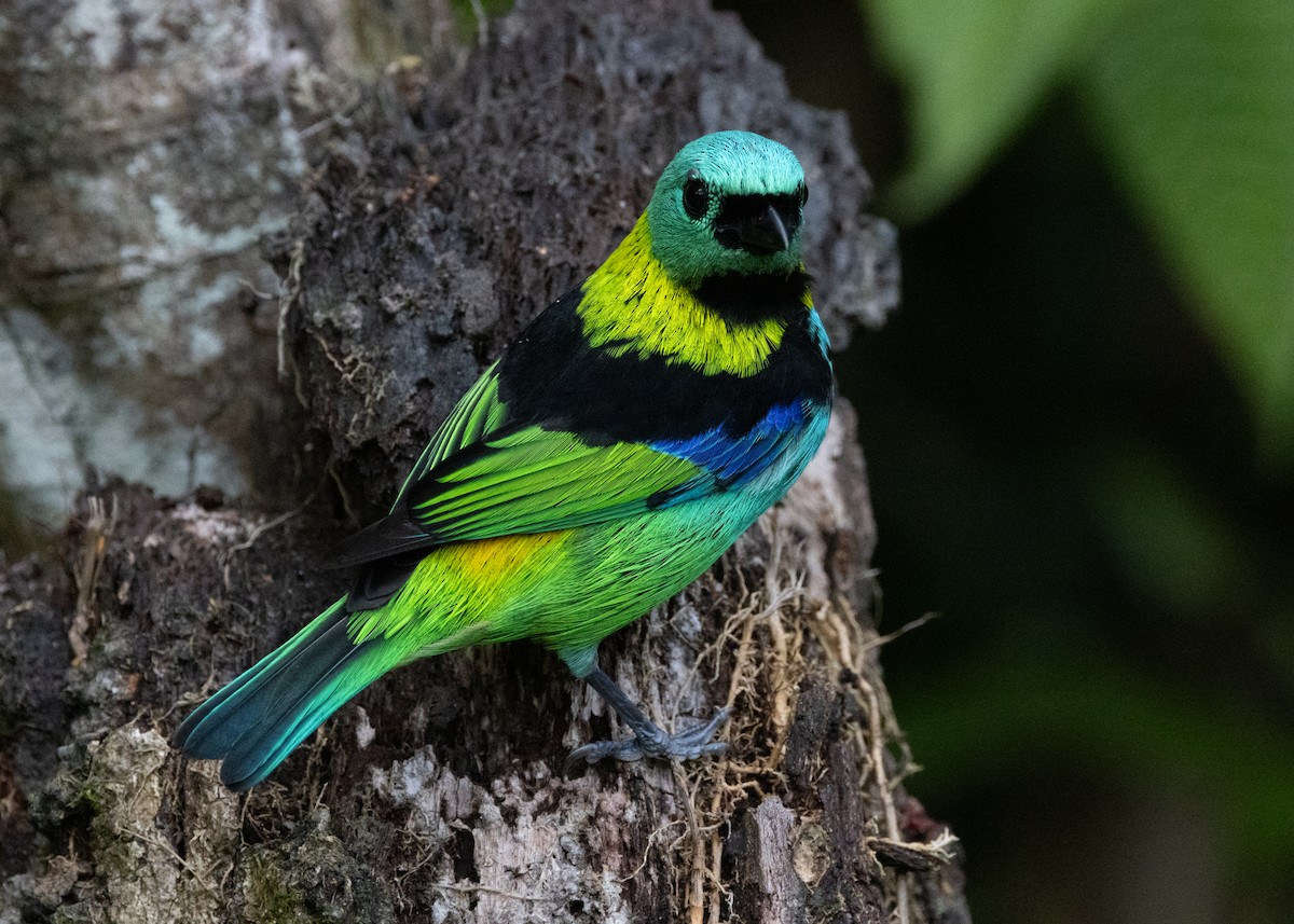 Green-headed Tanager - ML619694905