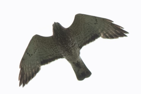 Broad-winged Hawk - ML619694928