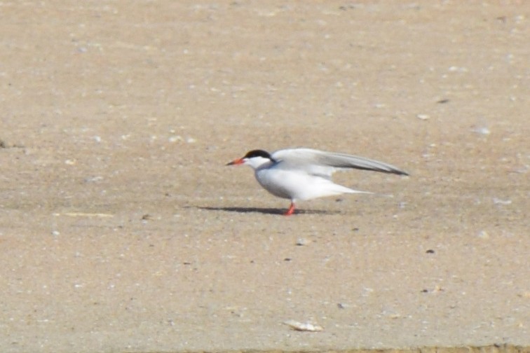 Common Tern - ML619694988