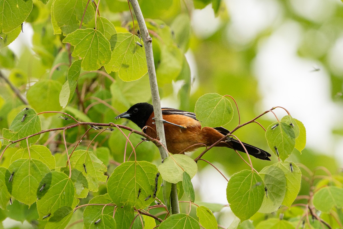 Orchard Oriole - ML619695087