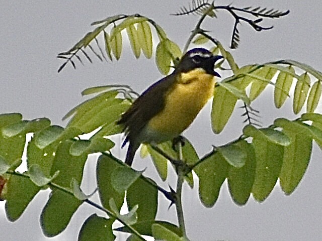 Yellow-breasted Chat - ML619695103