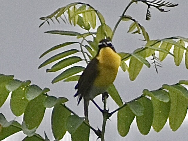Yellow-breasted Chat - ML619695104