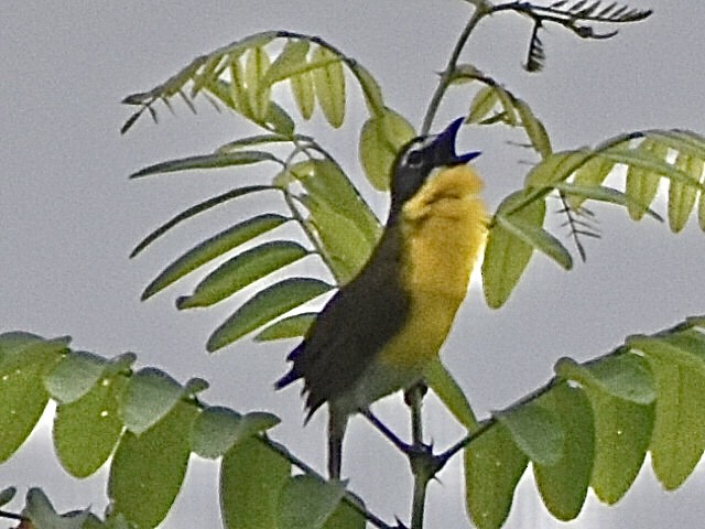 Yellow-breasted Chat - ML619695105